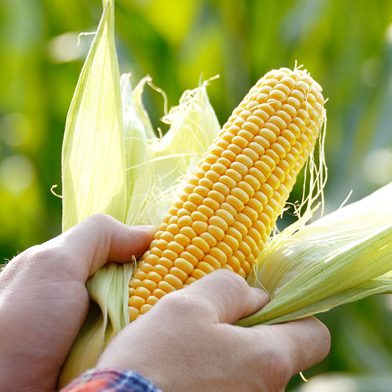 Sweetcorn swift F1 Seeds