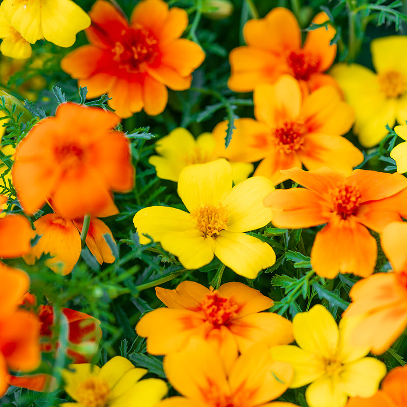 Tagetes gem Mix Seeds