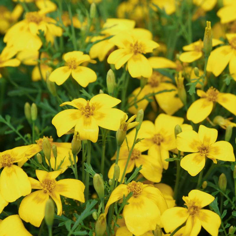 Tagetes lemon Gem Seeds