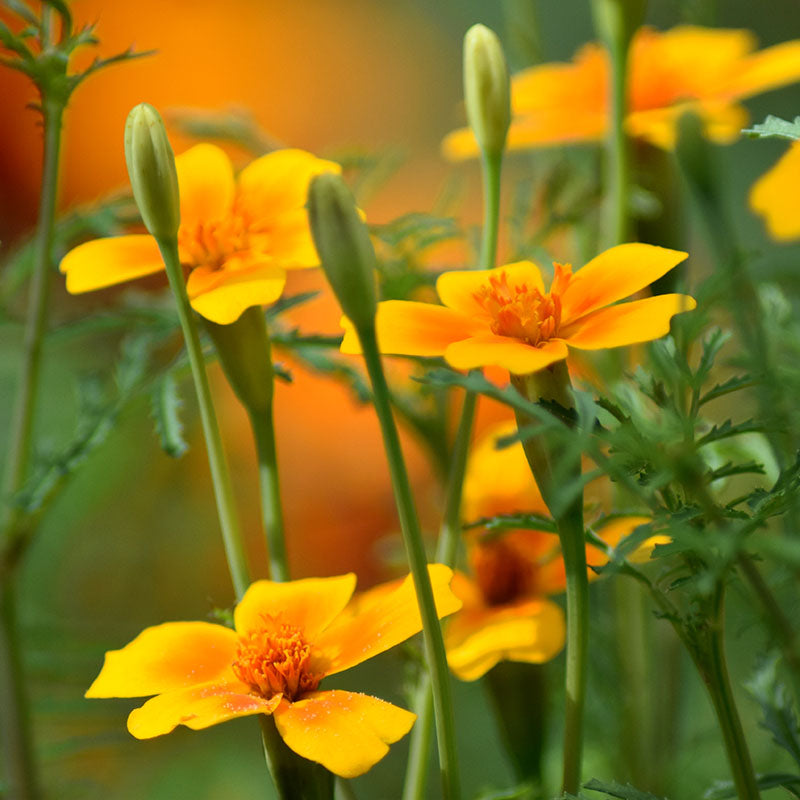 Tagetes tangerine Gem Seeds