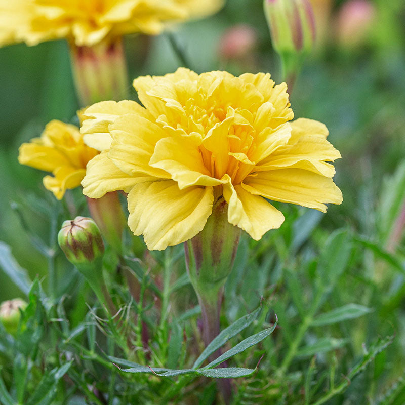 Tagetes vanilla Cream Seeds