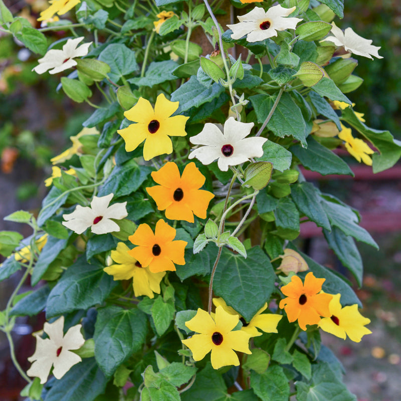 Thunbergia Alata Mixed - Seeds