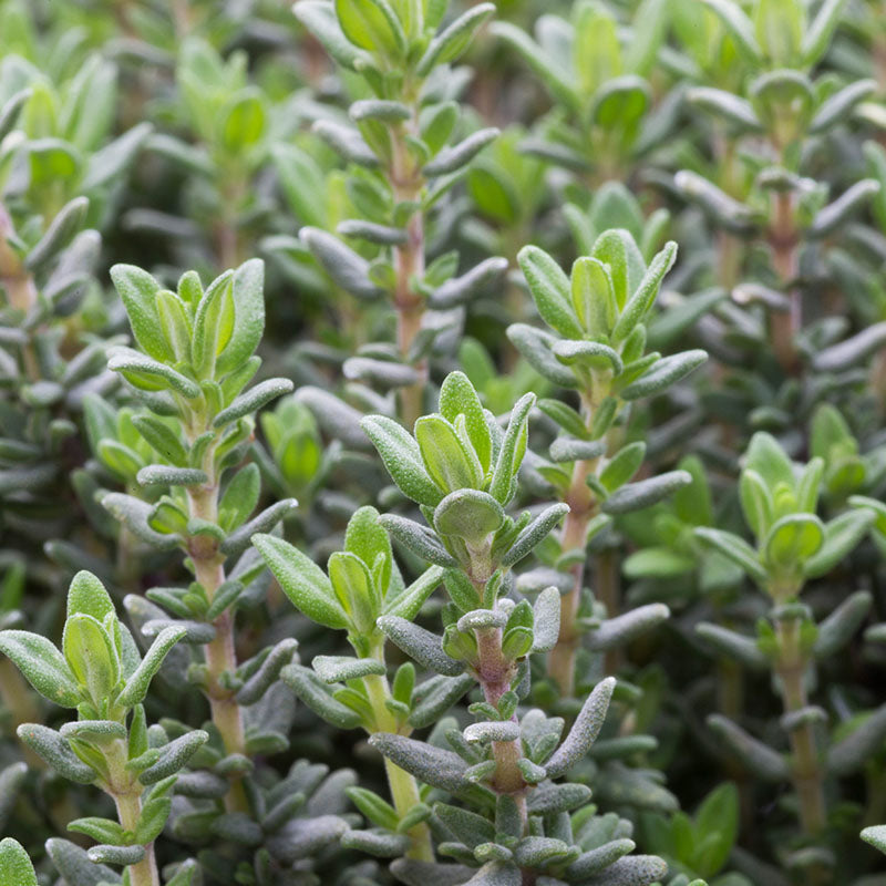 Thyme Seeds