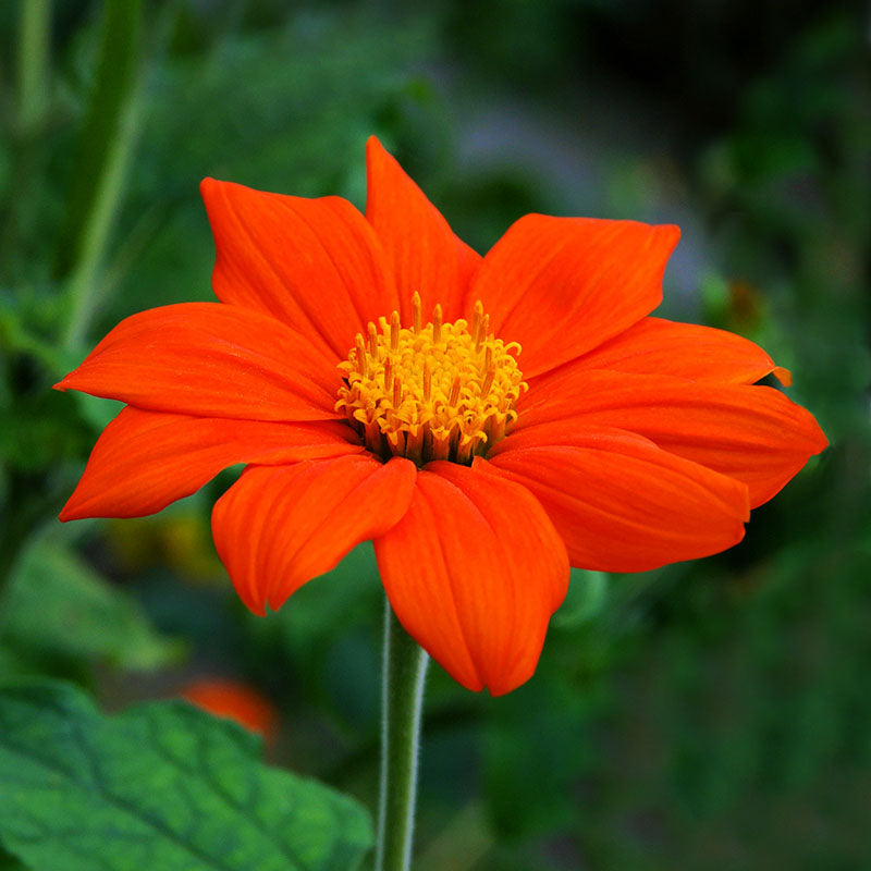 Tithonia torch Seeds
