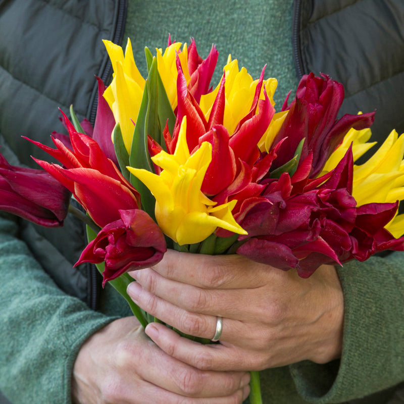 Tivoli Tulip Collection