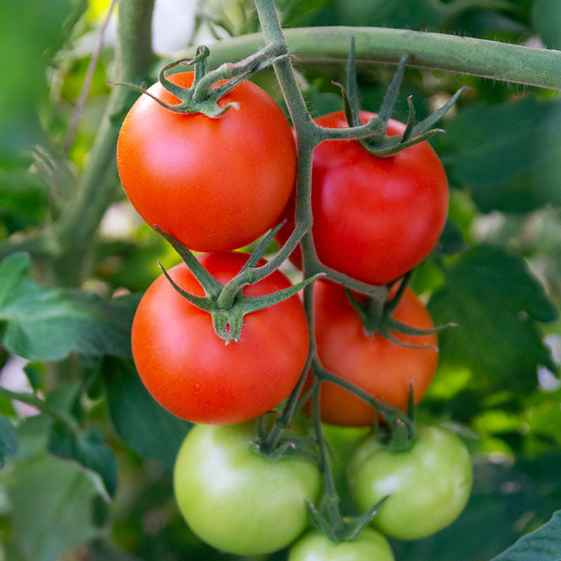 Tomato ailsa Craig Seeds
