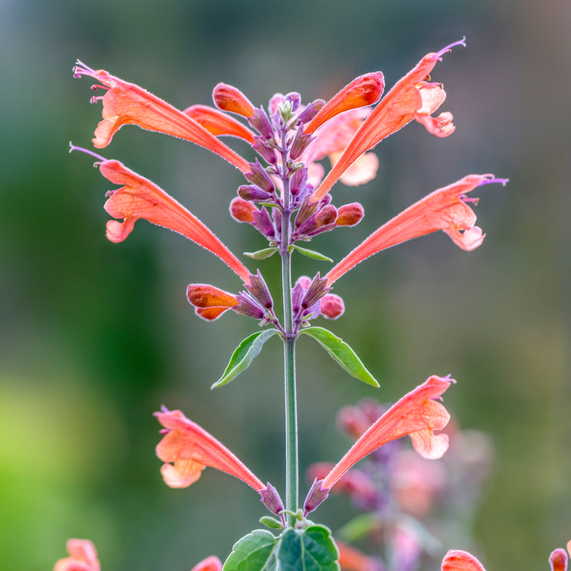 Agastache apache Sunset Seeds