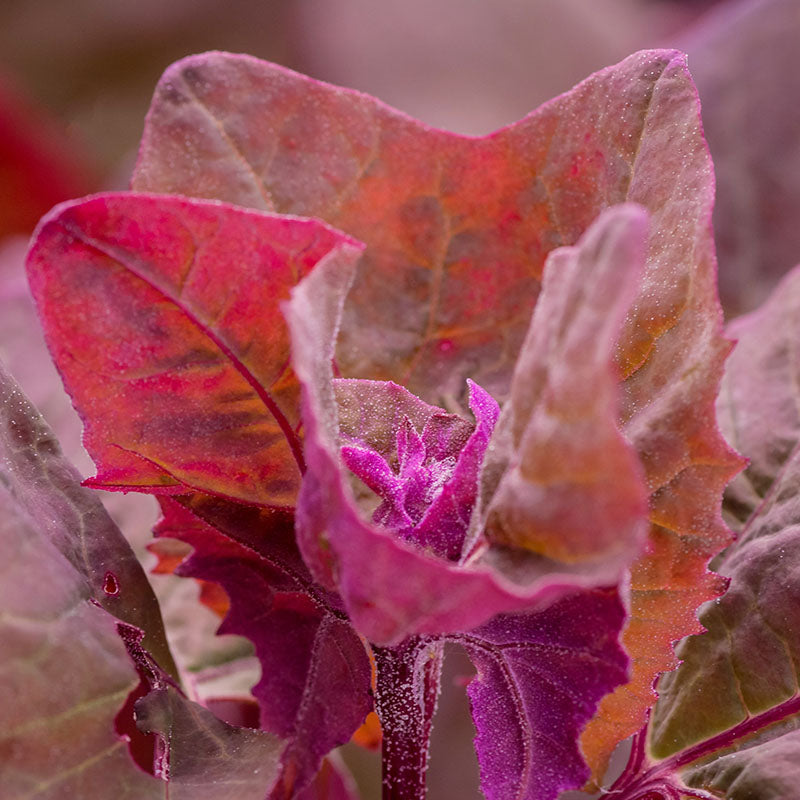 Atriplex Hortensis red Plume Seeds