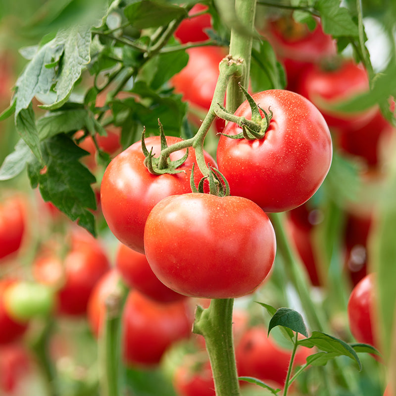 Tomato crimson Crush F1 Seeds