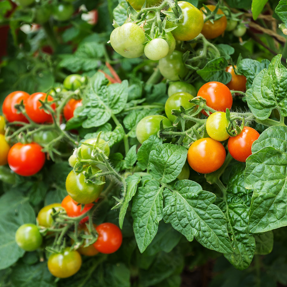 Tomato koralik F1 Seeds
