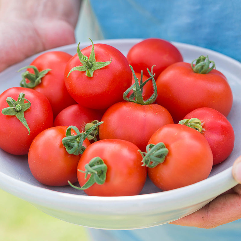 Tomato moneymaker Seeds