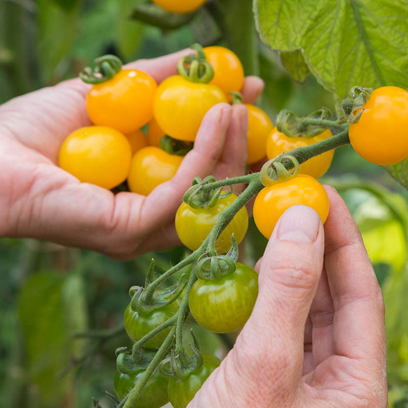 Tomato sungold Seeds