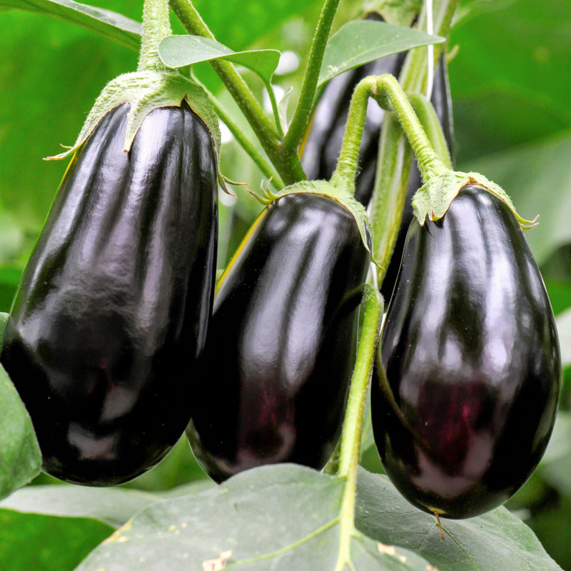 Aubergine black Beauty Seeds