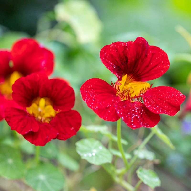 Tropaeolum black Velvet (nasturtium) Seeds