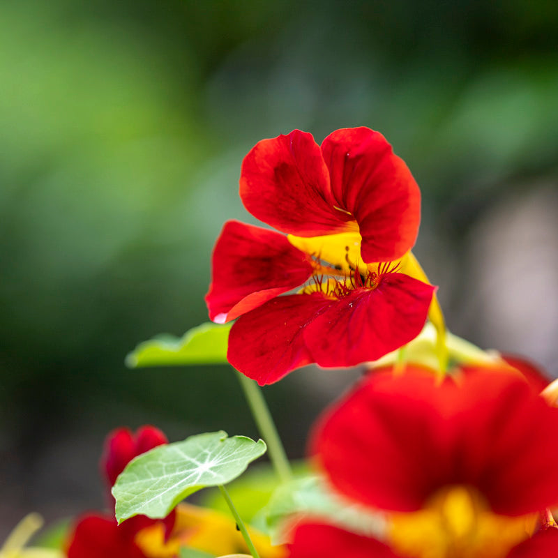 Tropaeolum empress Of India (nasturtium) Seeds