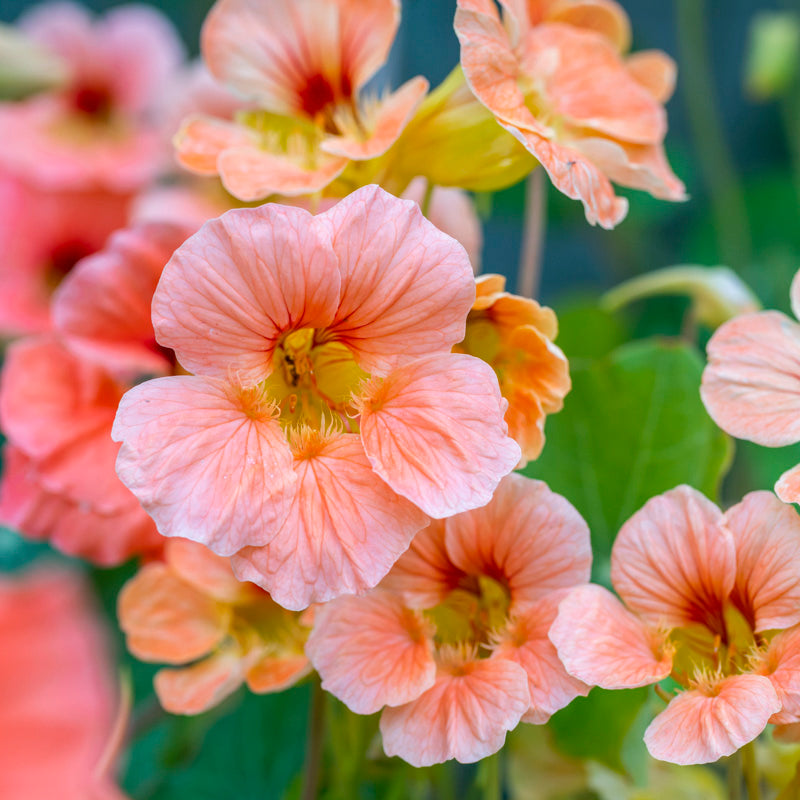 Tropaeolum salmon Baby (nasturtium) Seeds