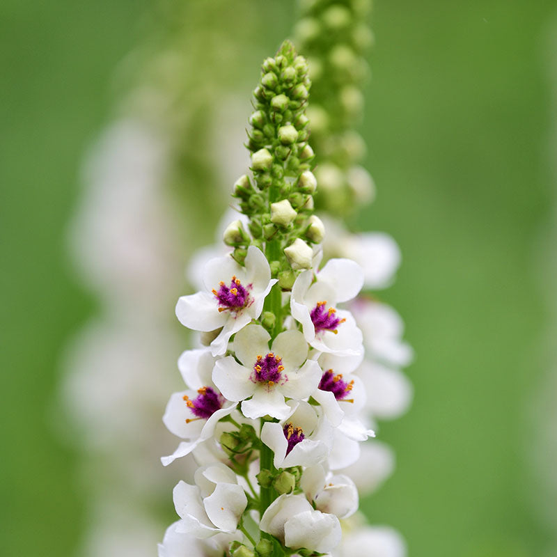 Verbascum snowy Spires Seeds
