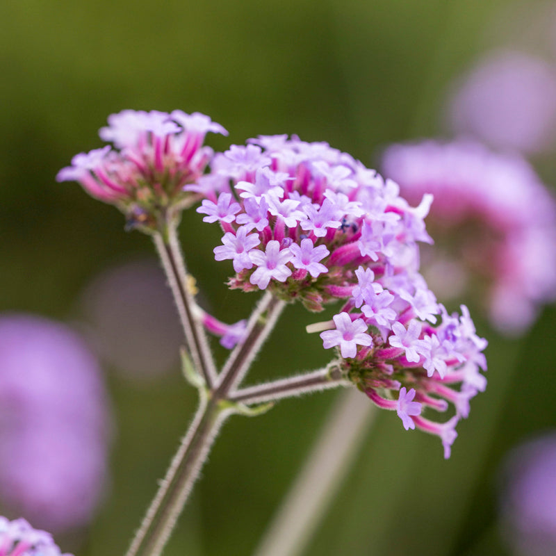 Verbena Bonariensis - Seeds
