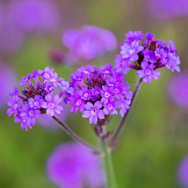 Verbena Rigida santos Seeds