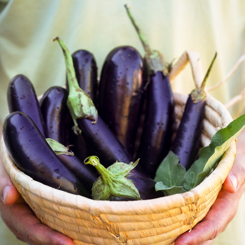 Aubergine moneymaker F1 Seeds