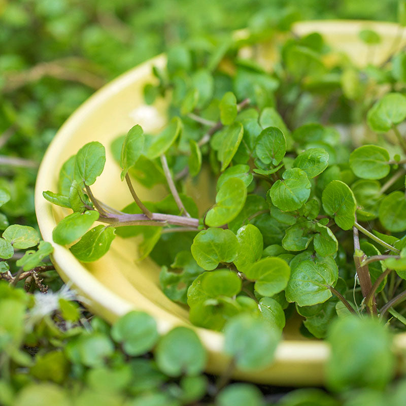 Watercress Seeds