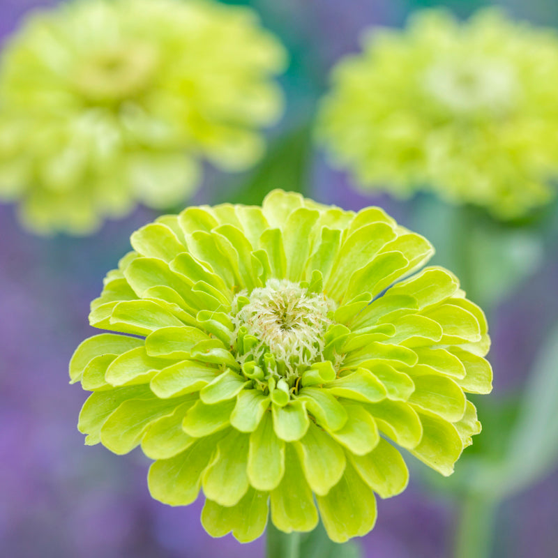 Zinnia Elegans envy Seeds