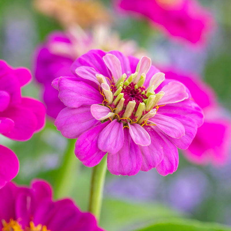 Zinnia Elegans purple Prince Seeds