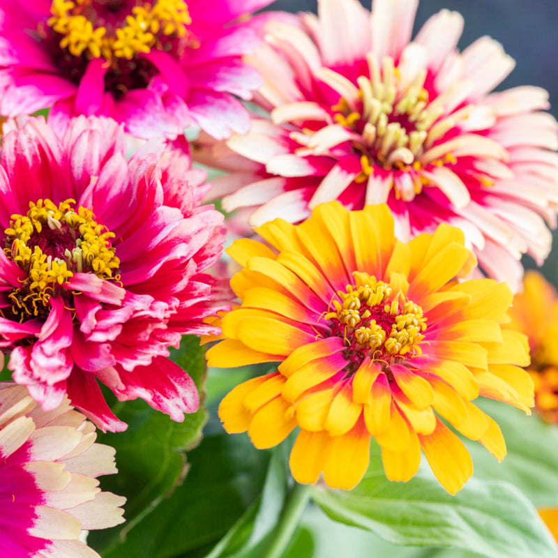 Zinnia Elegans whirlygig Mixed Seeds
