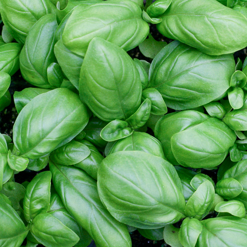 Basil - Classic Green Seeds