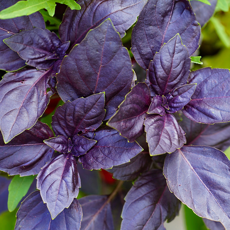 Basil - Purple Seeds