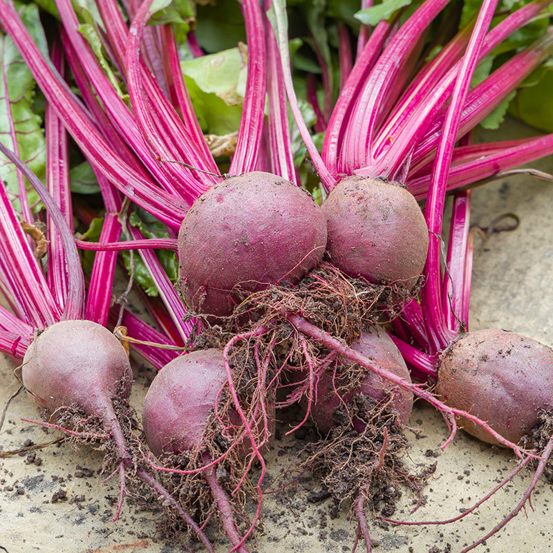 Beetroot boltardy Seeds