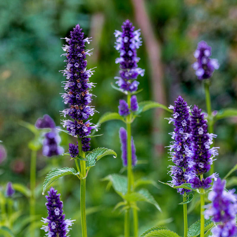 Agastache astello Indigo Seeds