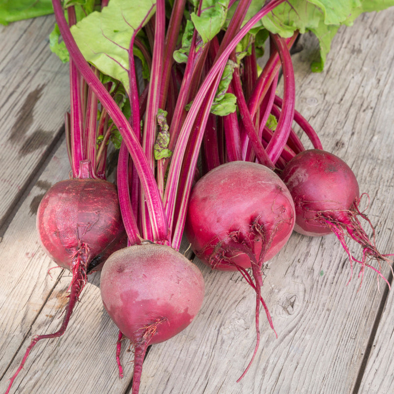 Beetroot detroit Seeds