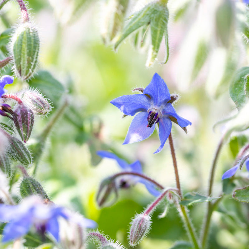 Borage - Seeds