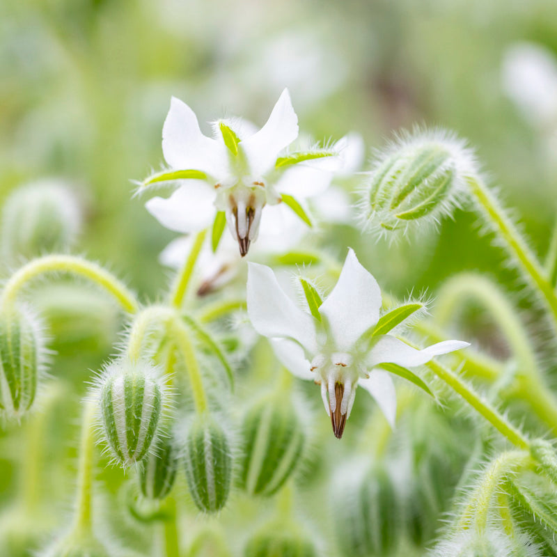 Borage (white) - Seeds