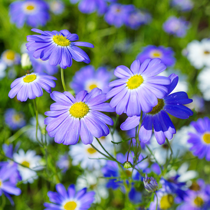 Brachycome blue Splendour - Swan River Daisy Seeds