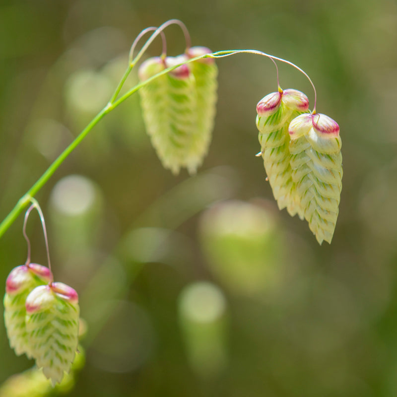 Briza Maxima - Seeds