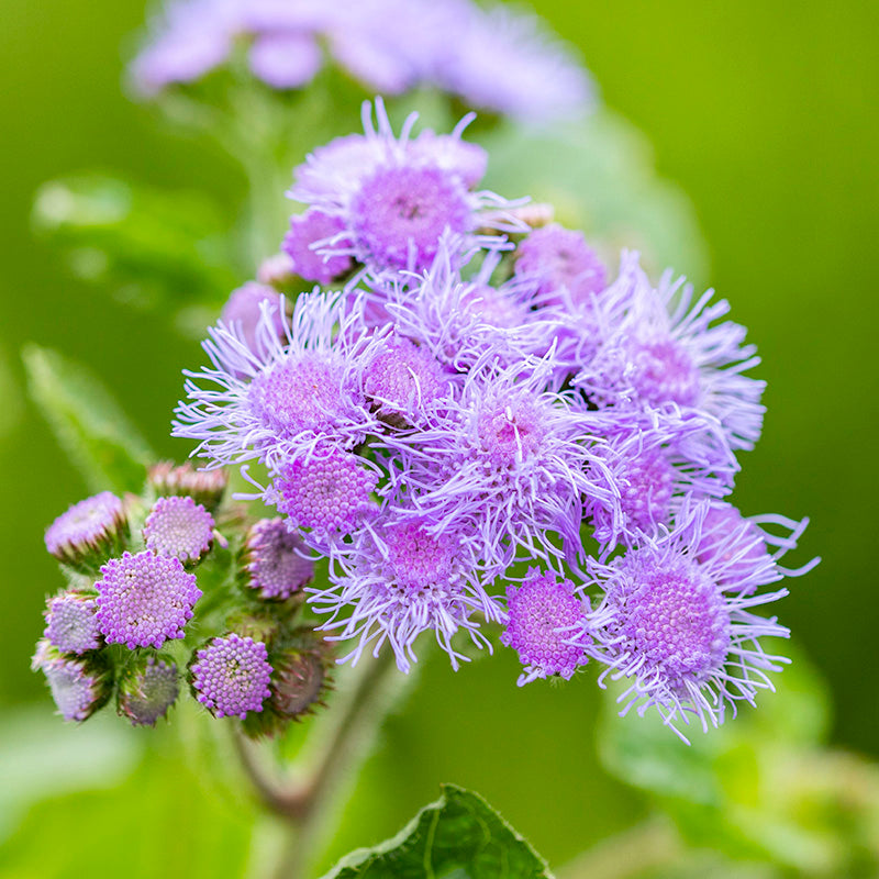 Ageratum blue Mink Seeds