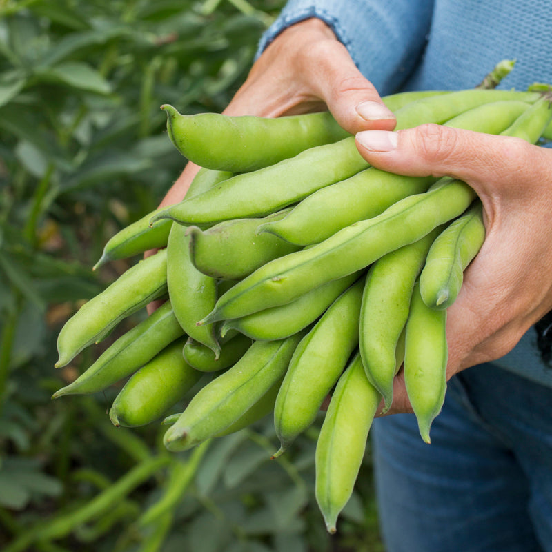 Broad Bean aquadulce Claudia Seeds