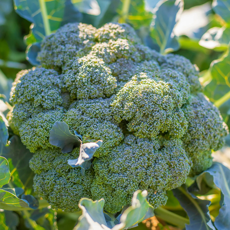 Broccoli green Calabrese Seeds