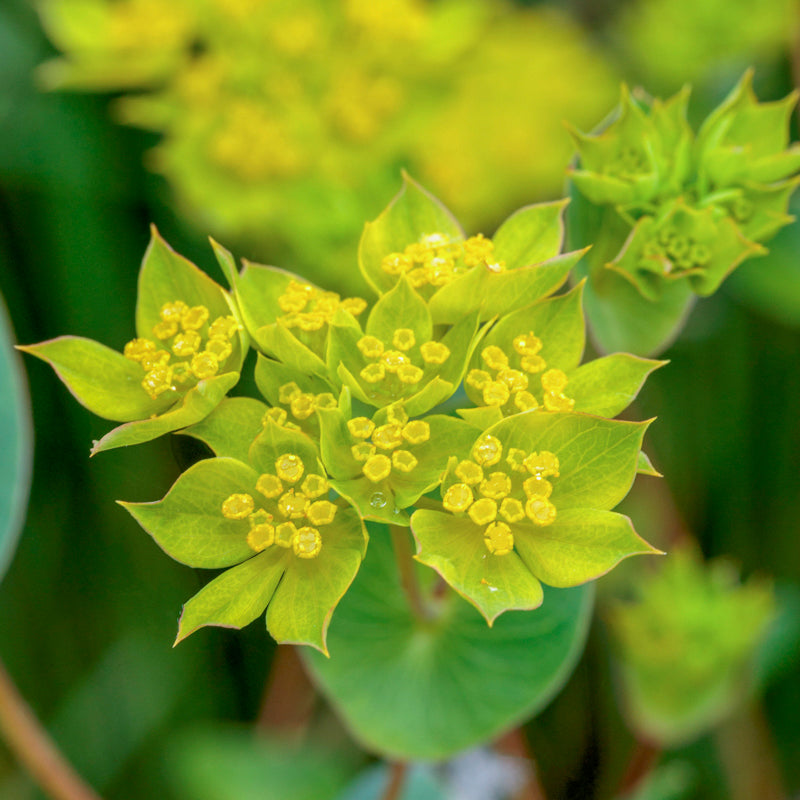 Bupleurum Griffithii - Seeds
