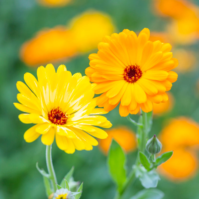 Calendula art Shades Seeds