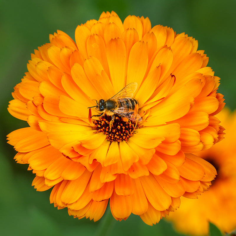 Calendula indian Prince Seeds