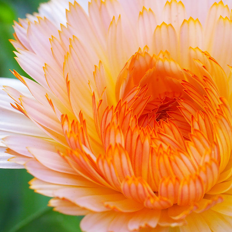 Calendula Officinalis apricot Beauty Seeds