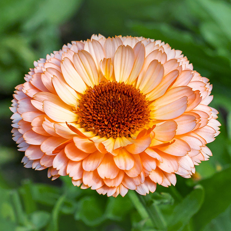 Calendula Officinalis pink Surprise Seeds