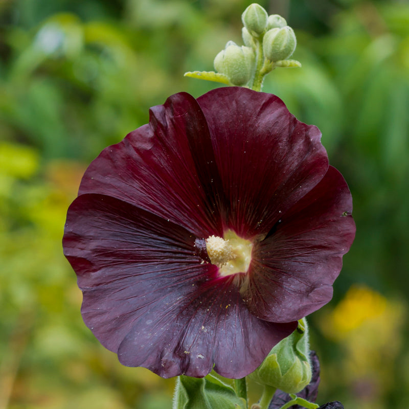 Alcea Black - Hollyhock Seeds