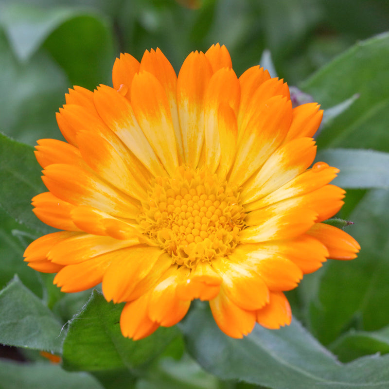 Calendula oopsy Daisy Seeds