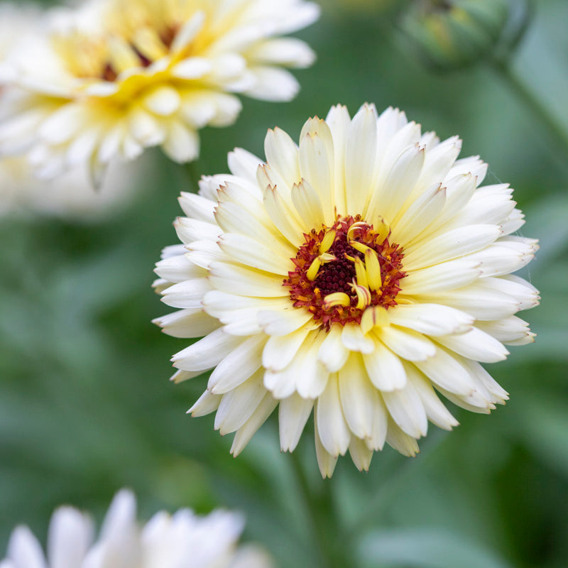 Calendula snow Princess Seeds