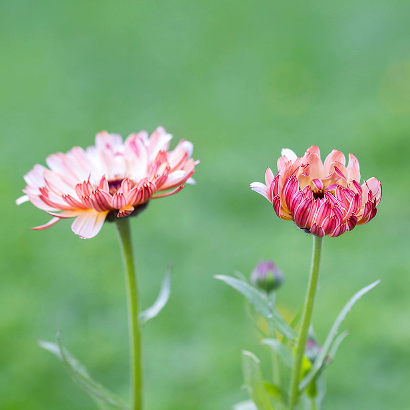 Calendula sunset Buff Seeds