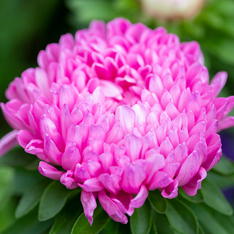 Callistephus coral Rose Seeds